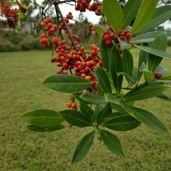 Ilex cassine Folha