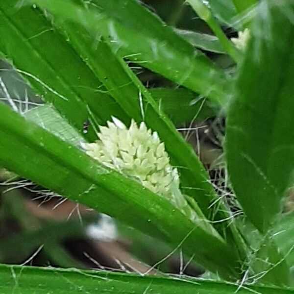 Luzula luzuloides Flower