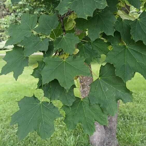 Acer platanoides পাতা