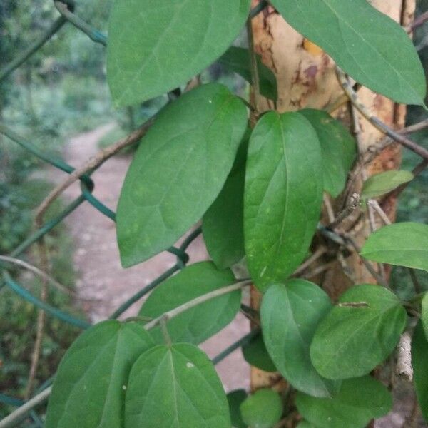 Gymnema sylvestre Leaf