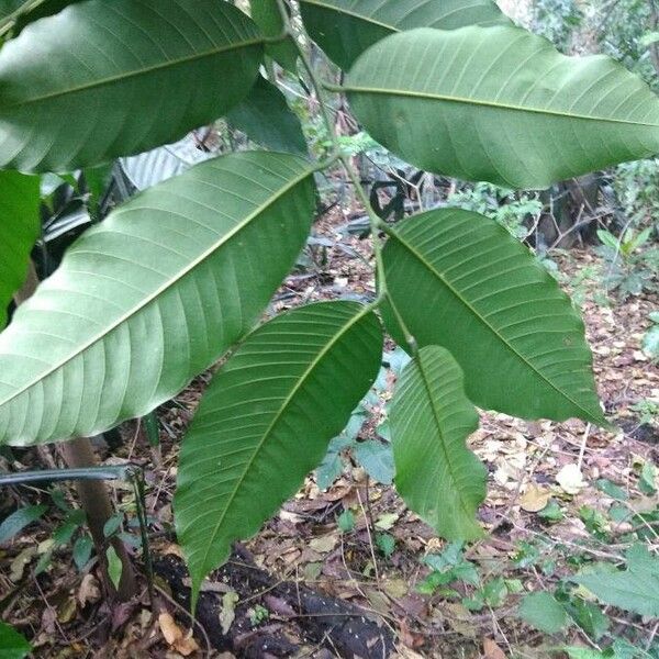 Annona cherimola Feuille