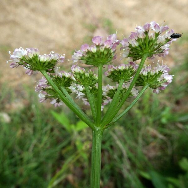 Oenanthe fistulosa 花