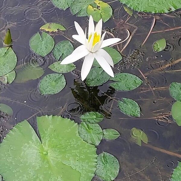 Nymphaea lotus 花