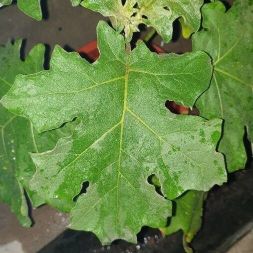 Solanum torvum Blad