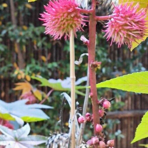 Ricinus communis Frucht