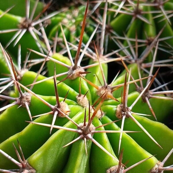 Echinopsis oxygona Drugo