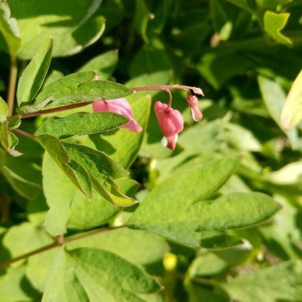 Dicentra eximia Květ