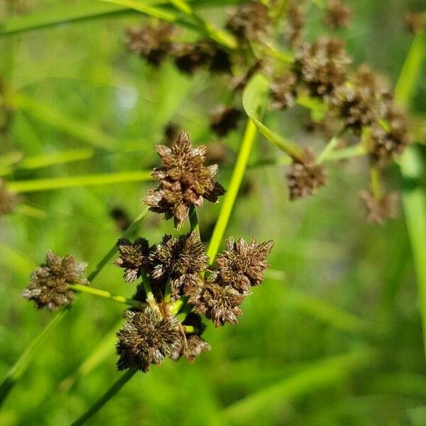 Scirpus atrovirens Gyümölcs