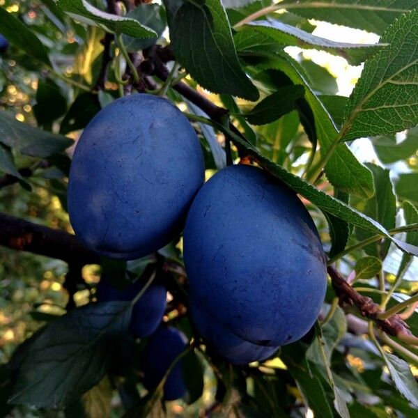 Prunus domestica Fruit