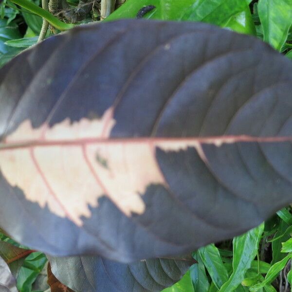 Graptophyllum pictum Leaf