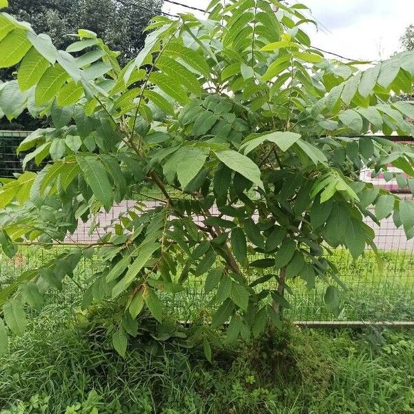 Imagem de referência para identificação da planta undefined