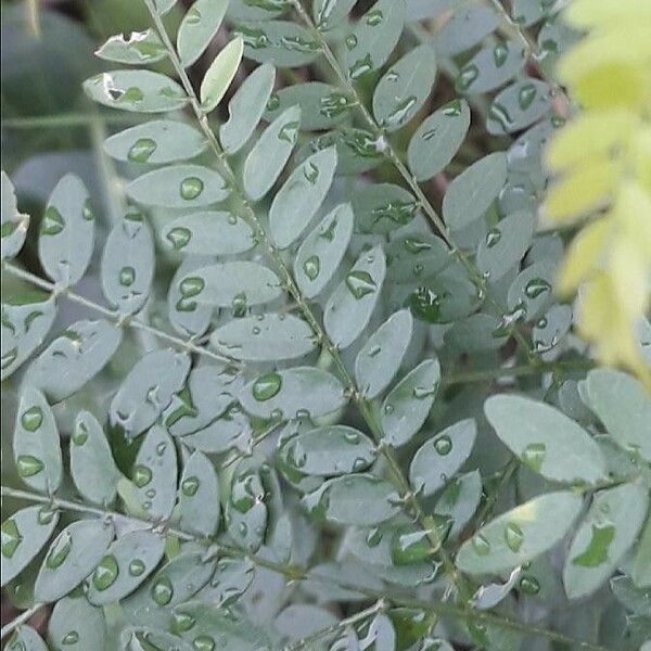 Gleditsia triacanthos Hostoa