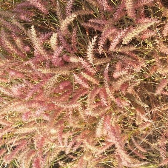 Pennisetum pedicellatum Flor