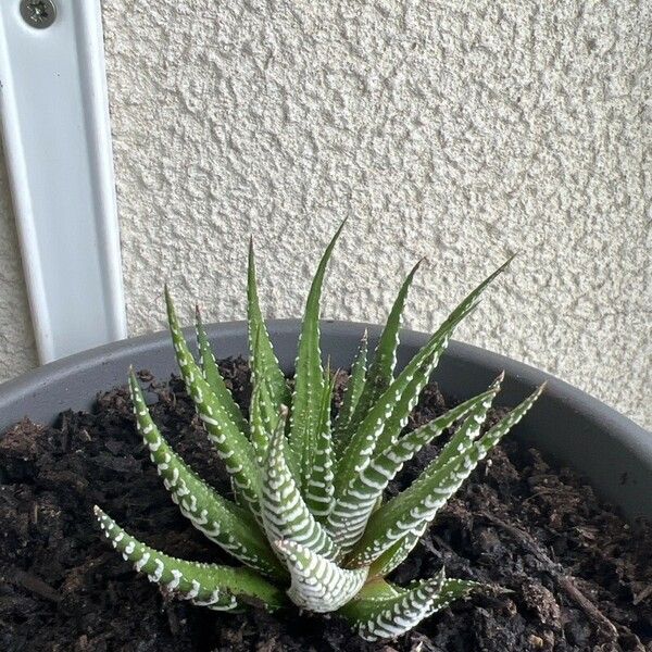 Haworthia fasciata Folha