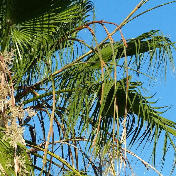 Washingtonia filifera Vaisius