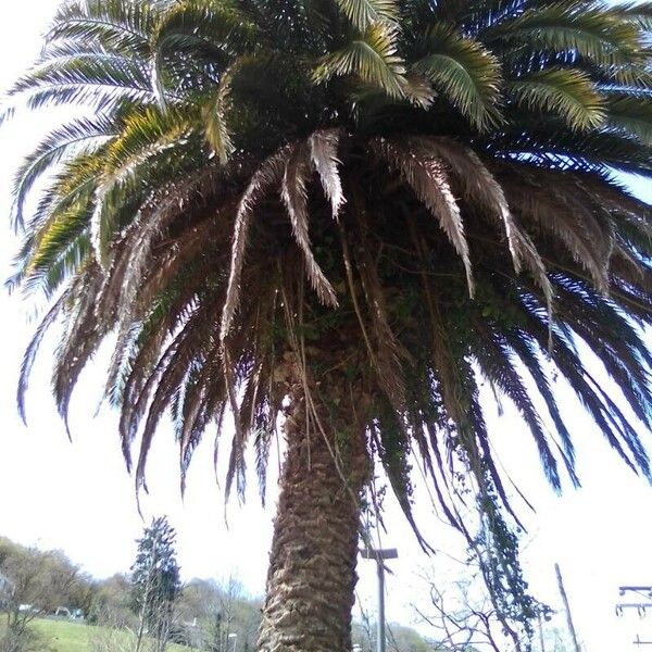 Phoenix canariensis Floare