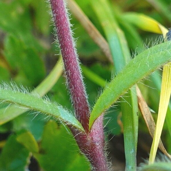 Cerastium fontanum ᱪᱷᱟᱹᱞᱤ