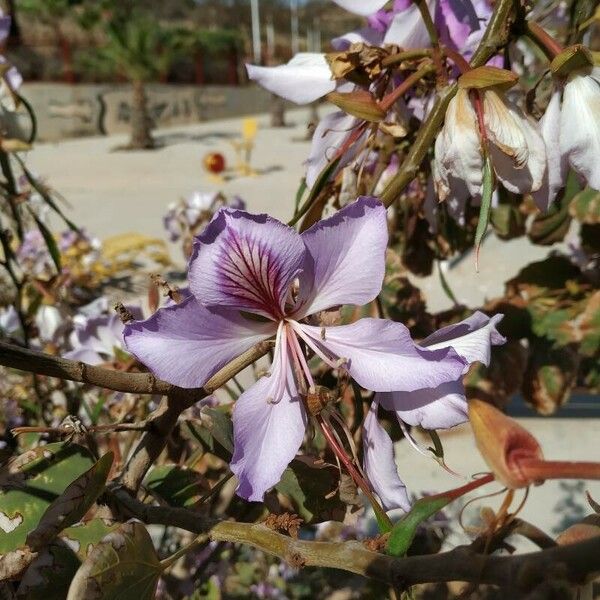 Bauhinia variegata Flor