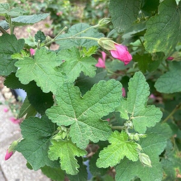 Anisodontea capensis Blad