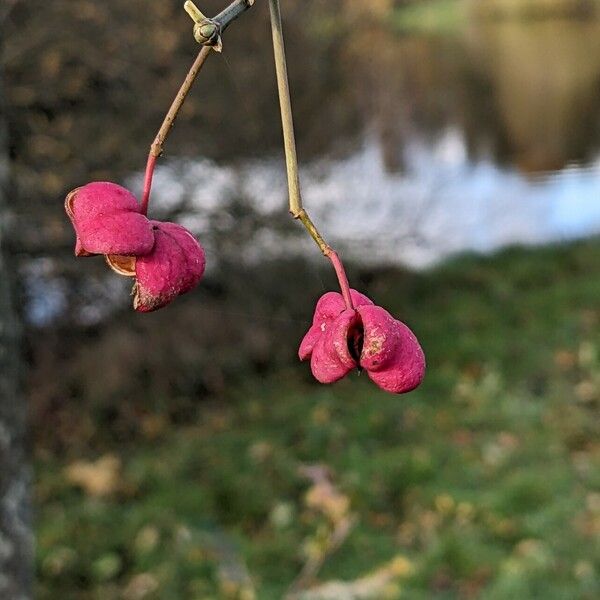 Euonymus europaeus Fruto