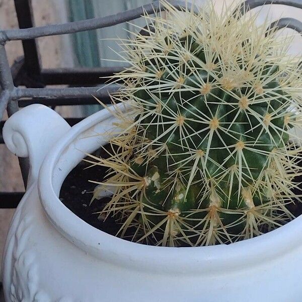 Echinocactus grusonii Leaf