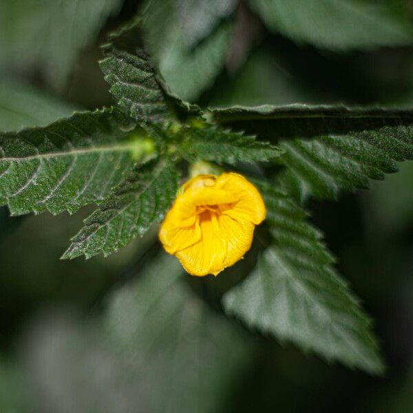 Turnera ulmifolia Lorea