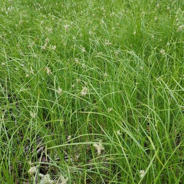 Carex brizoides Облик