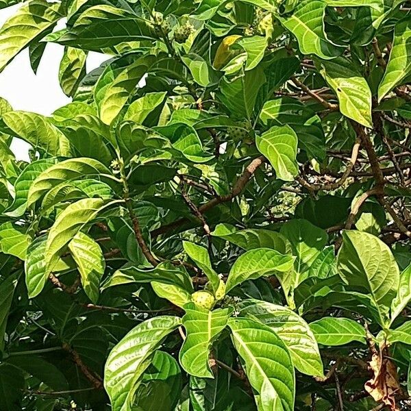 Morinda citrifolia Lapas