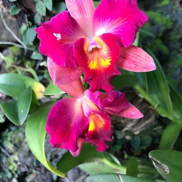 Cattleya wittigiana പുഷ്പം