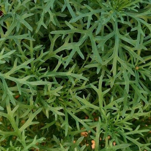 Argyranthemum frutescens Leaf