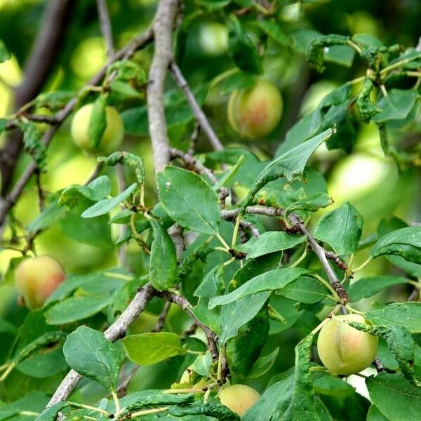 Prunus domestica Hoja