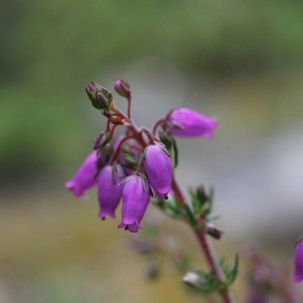 Erica cinerea Blüte