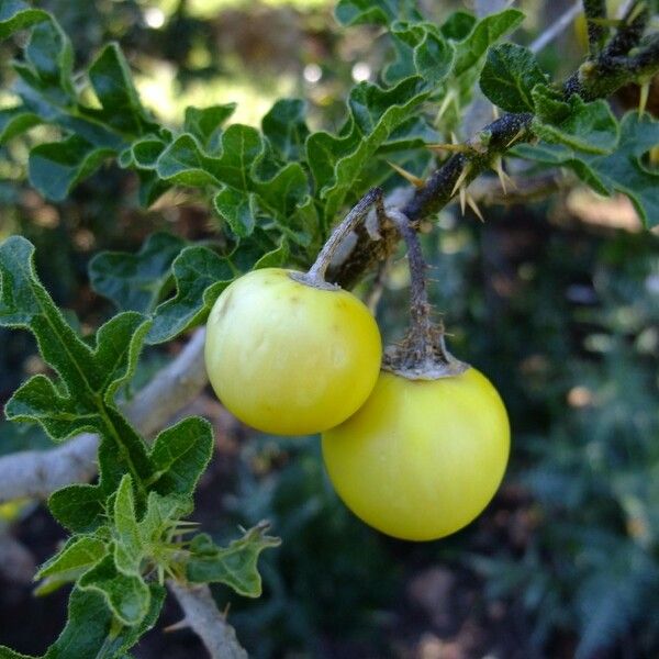 Solanum anguivi ᱮᱴᱟᱜ