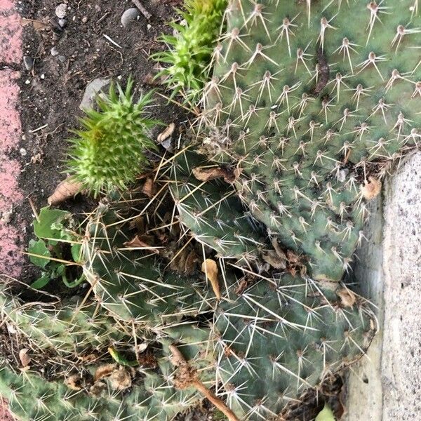 Opuntia polyacantha Folla