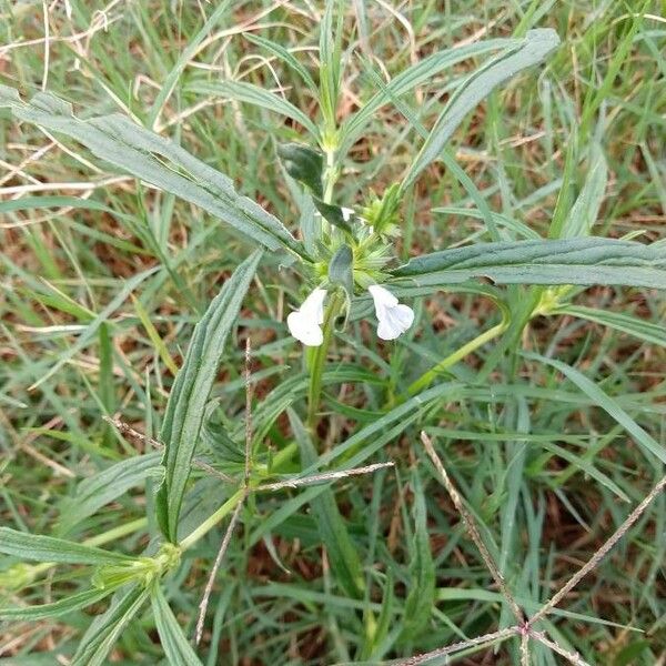 Leucas aspera Fiore