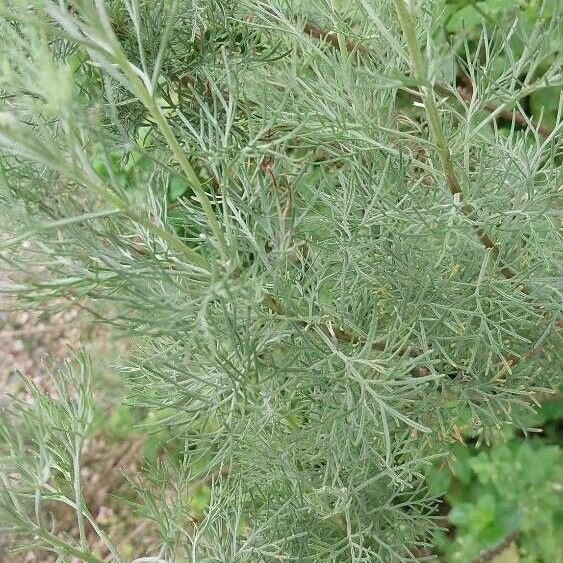 Artemisia abrotanum পাতা