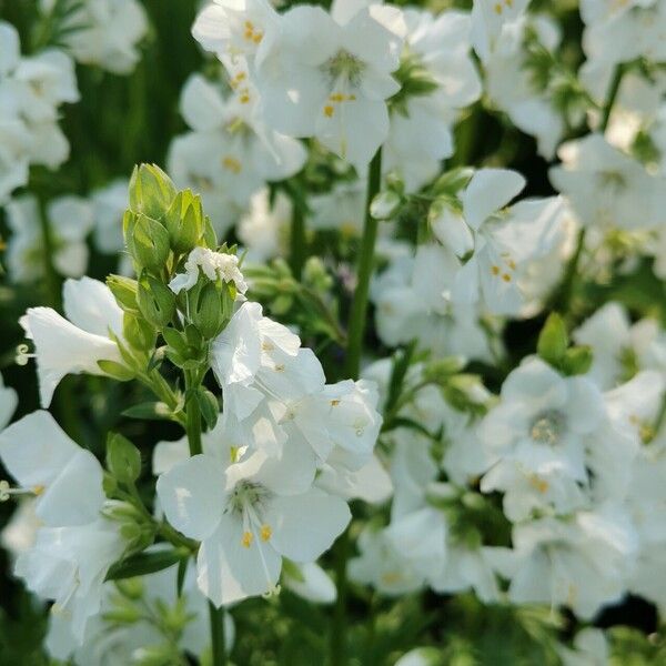 Polemonium caeruleum Flor