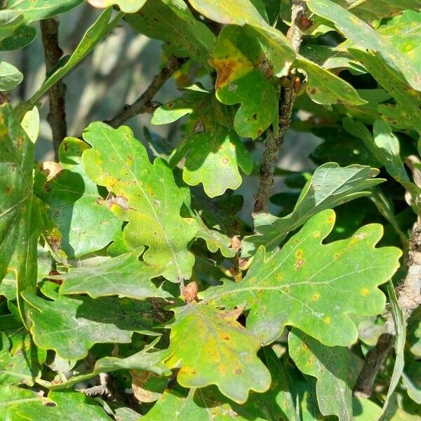 Quercus robur Folha