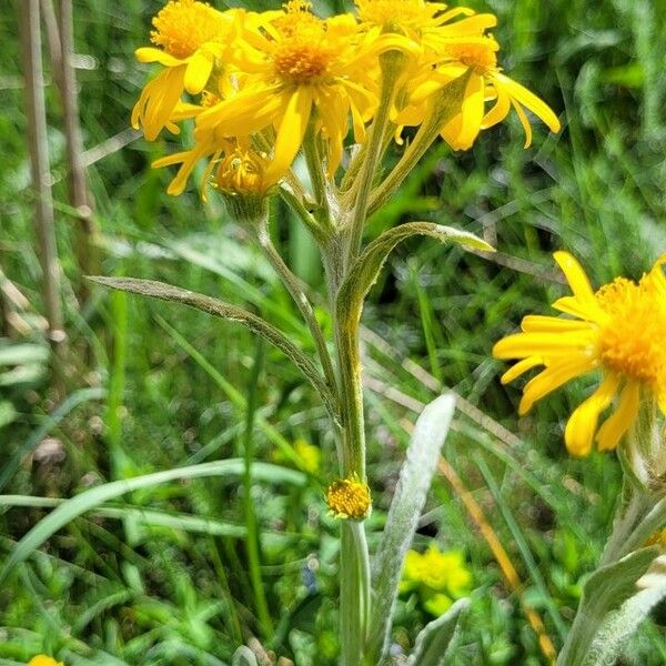 Tephroseris longifolia 花