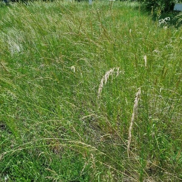 Festuca rubra Deilen