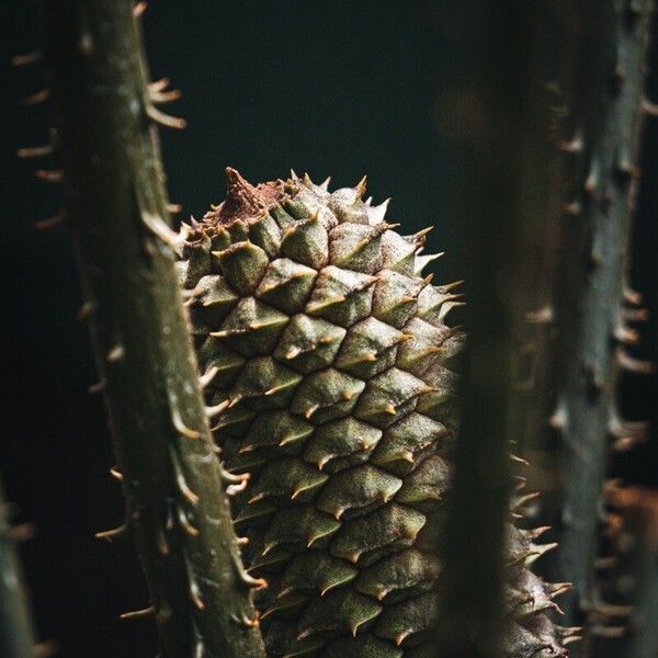 Ceratozamia mexicana ᱡᱚ