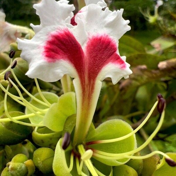 Afzelia bipindensis Flower