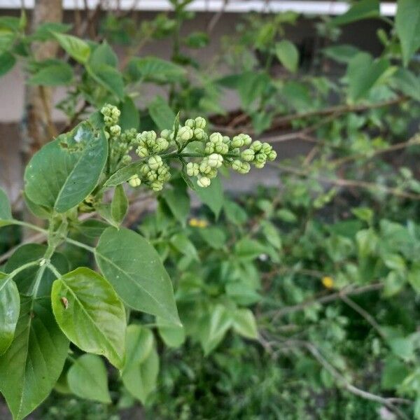 Syringa vulgaris Листок