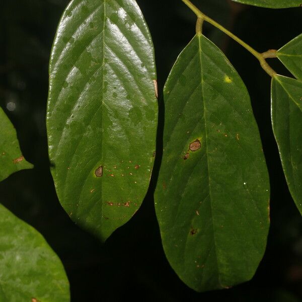 Machaerium floribundum Folla