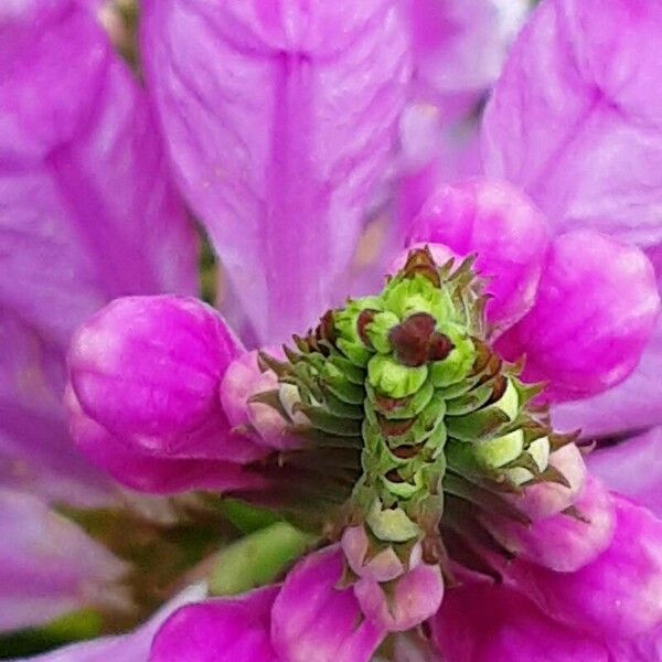 Physostegia virginiana Flower