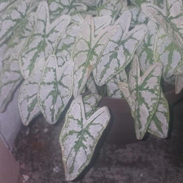 Caladium humboldtii 葉