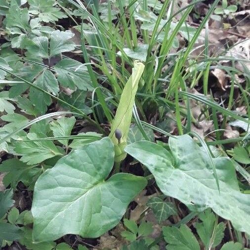 Arum italicum Fleur