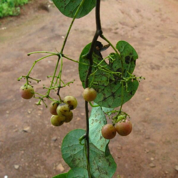 Stephania abyssinica Fruit