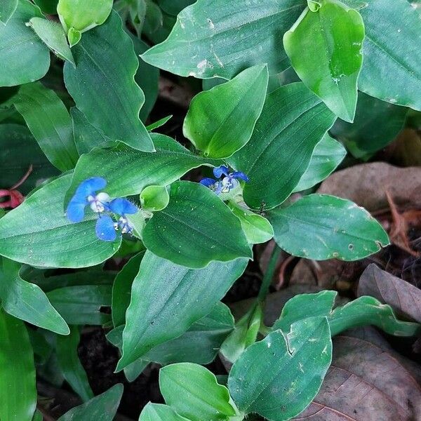 Commelina benghalensis Folha