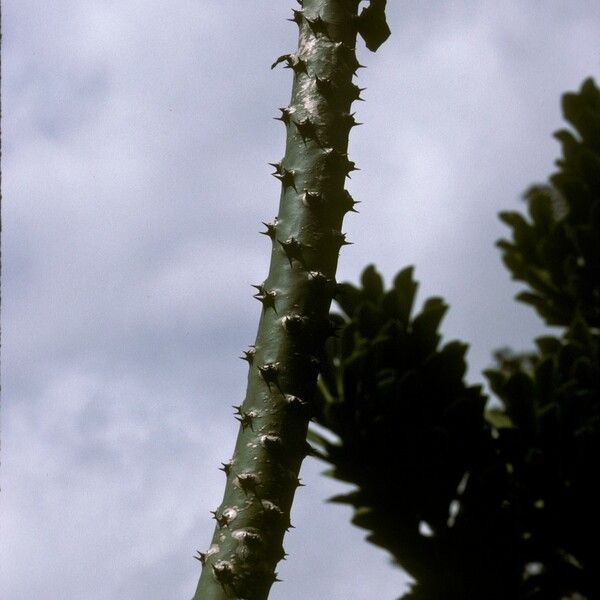 Euphorbia neriifolia چھال